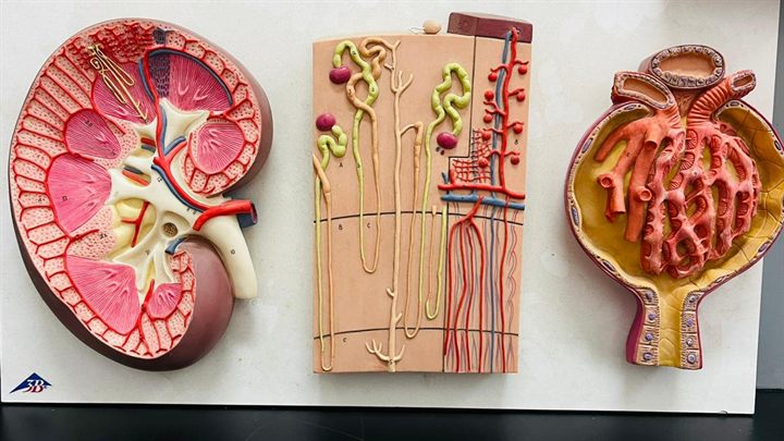 Anatomical kidney model used for teaching